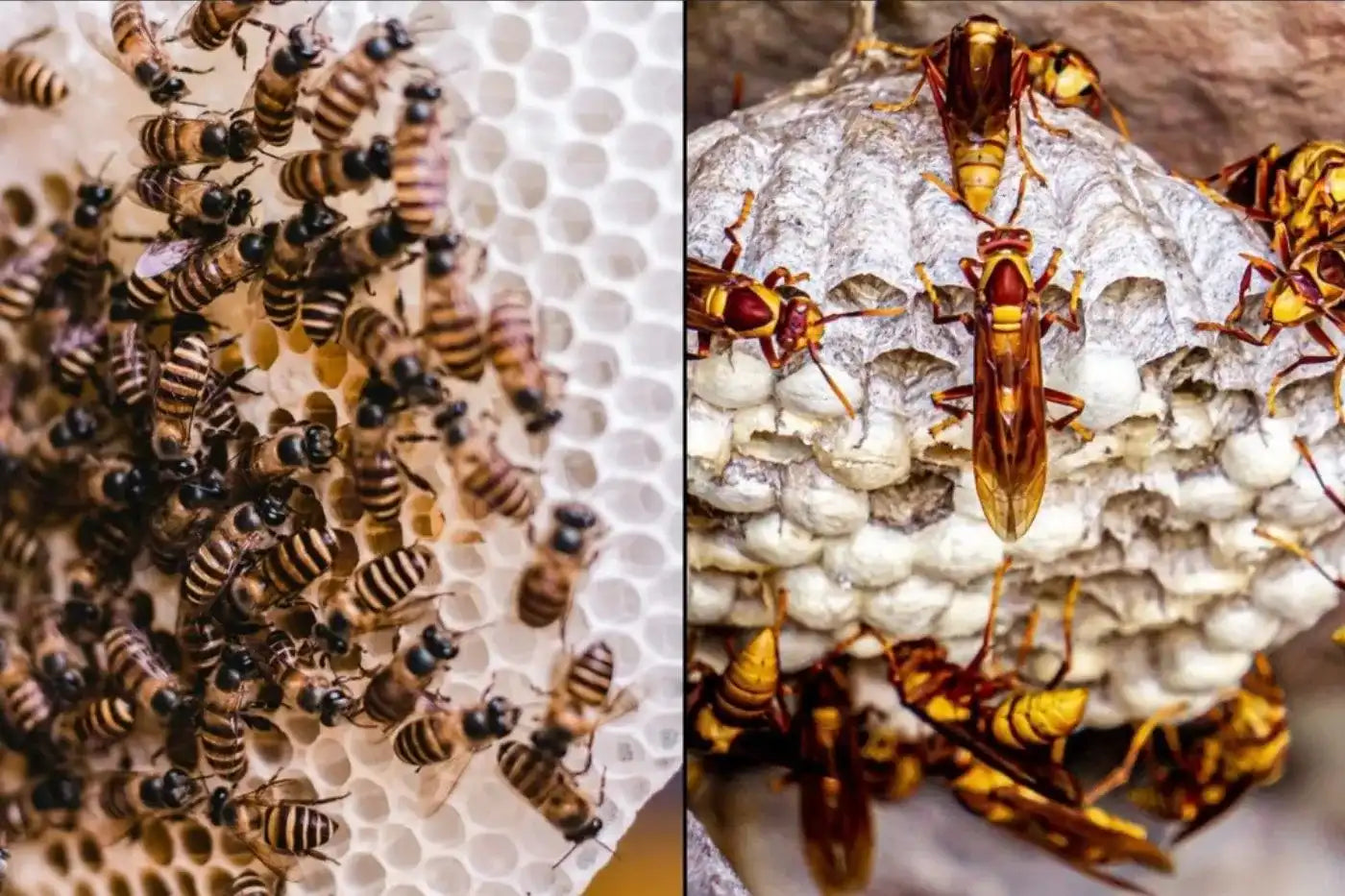 Bee Nest And Wasp Nest