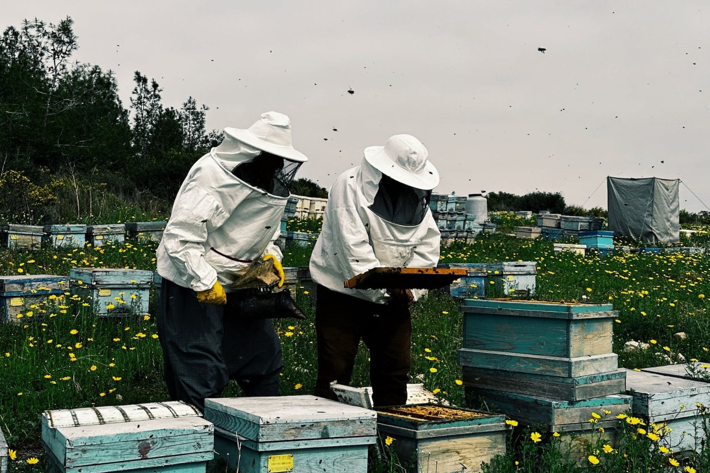 Beekeeping