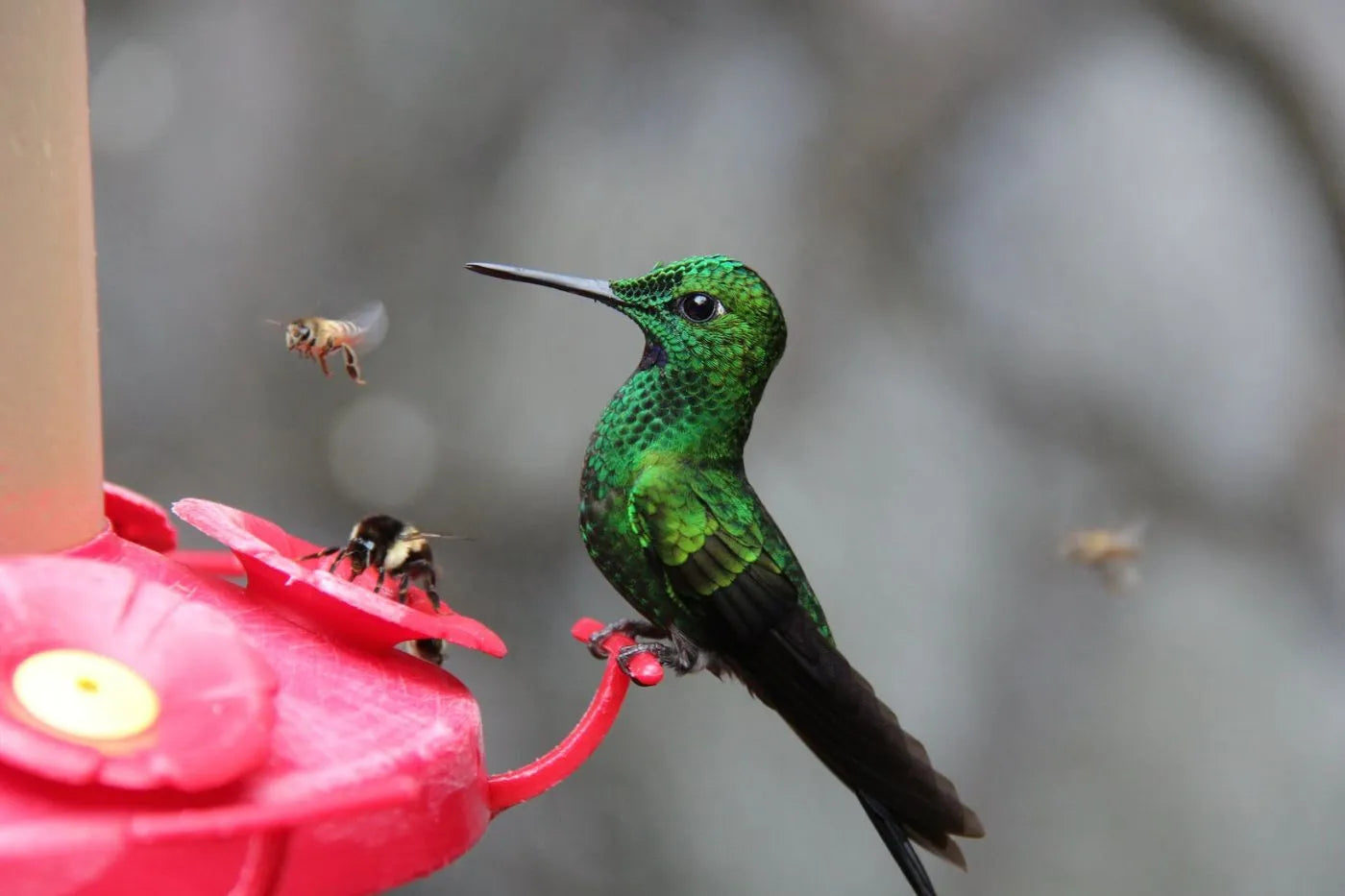 Bees in Hummingbird Feeders