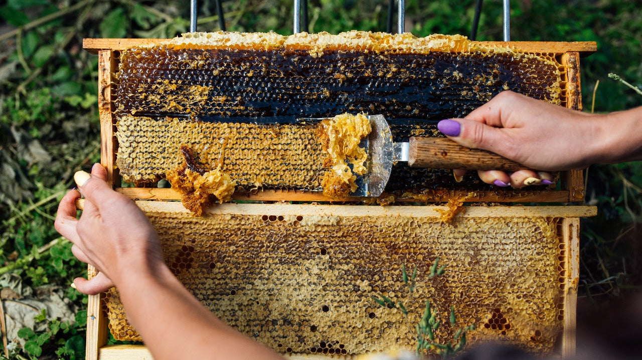 Enhancing Honey Production: How Beekeeping Brushes Promote Productivity