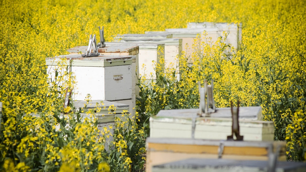 How Beekeeping Supports Crop Pollination In Modern Farming
