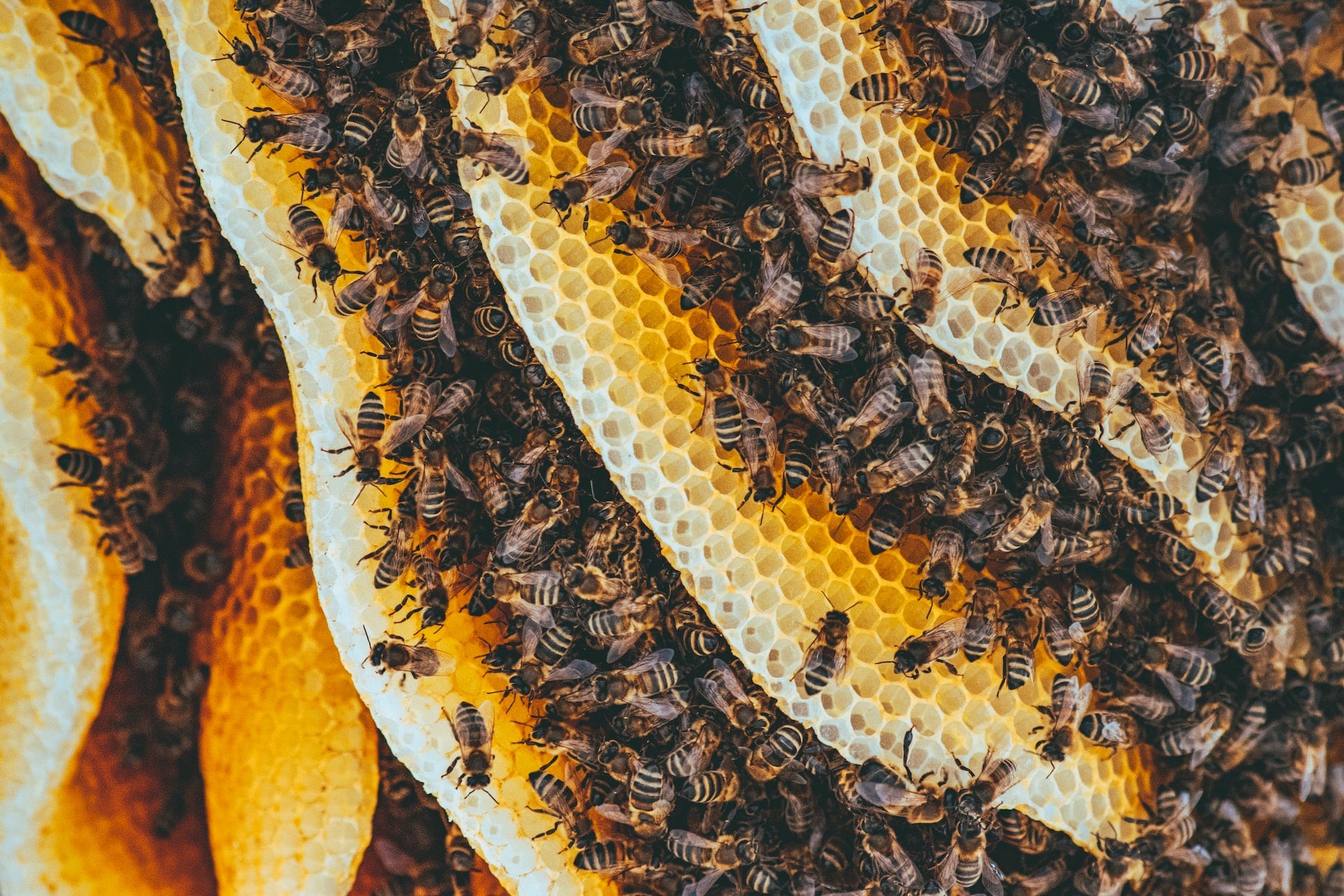 Why Do Bees Make Honey?