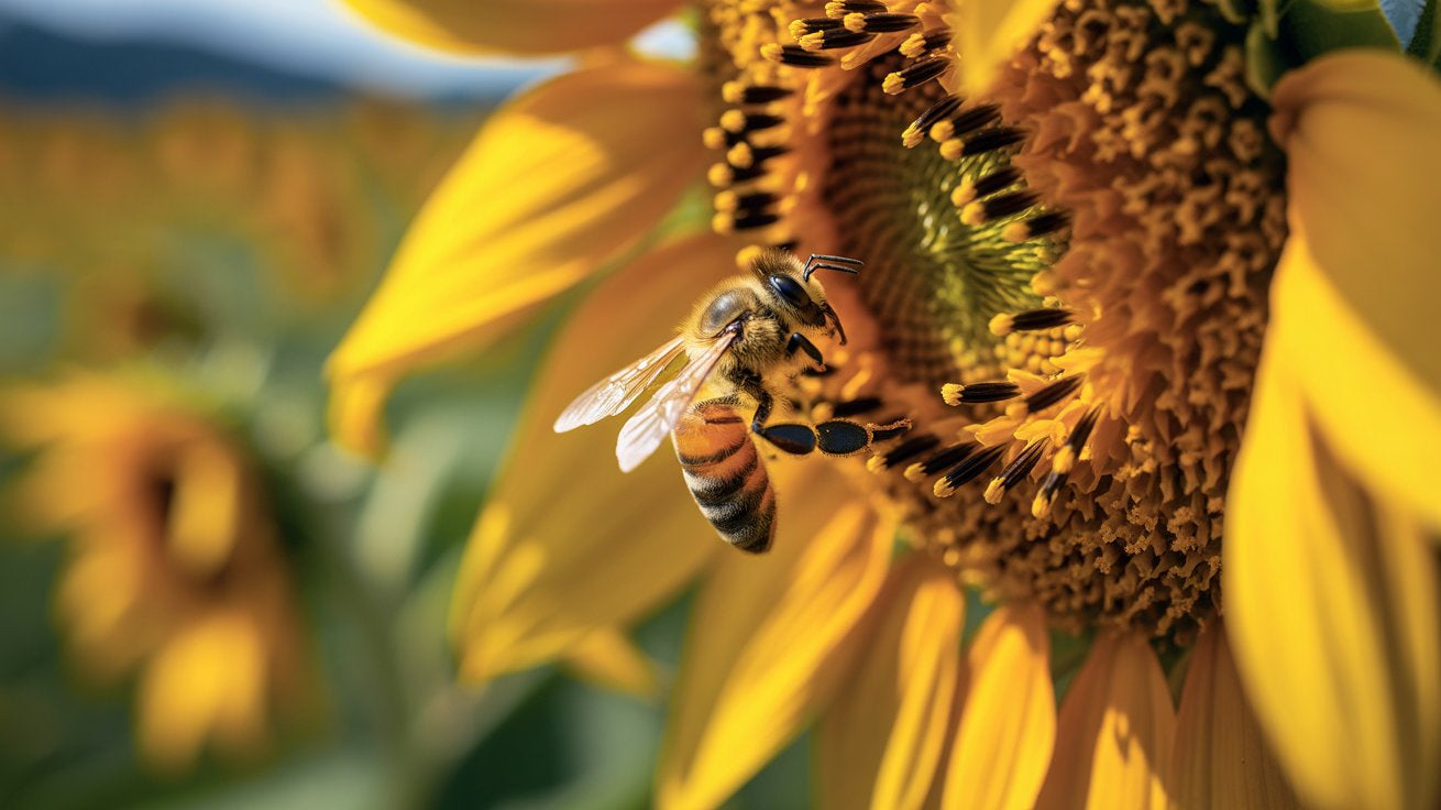 Bee Pollination