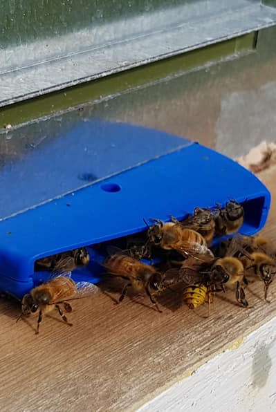 HIVEGATE, ROBBER BEES PROTECTION ENTRANCE