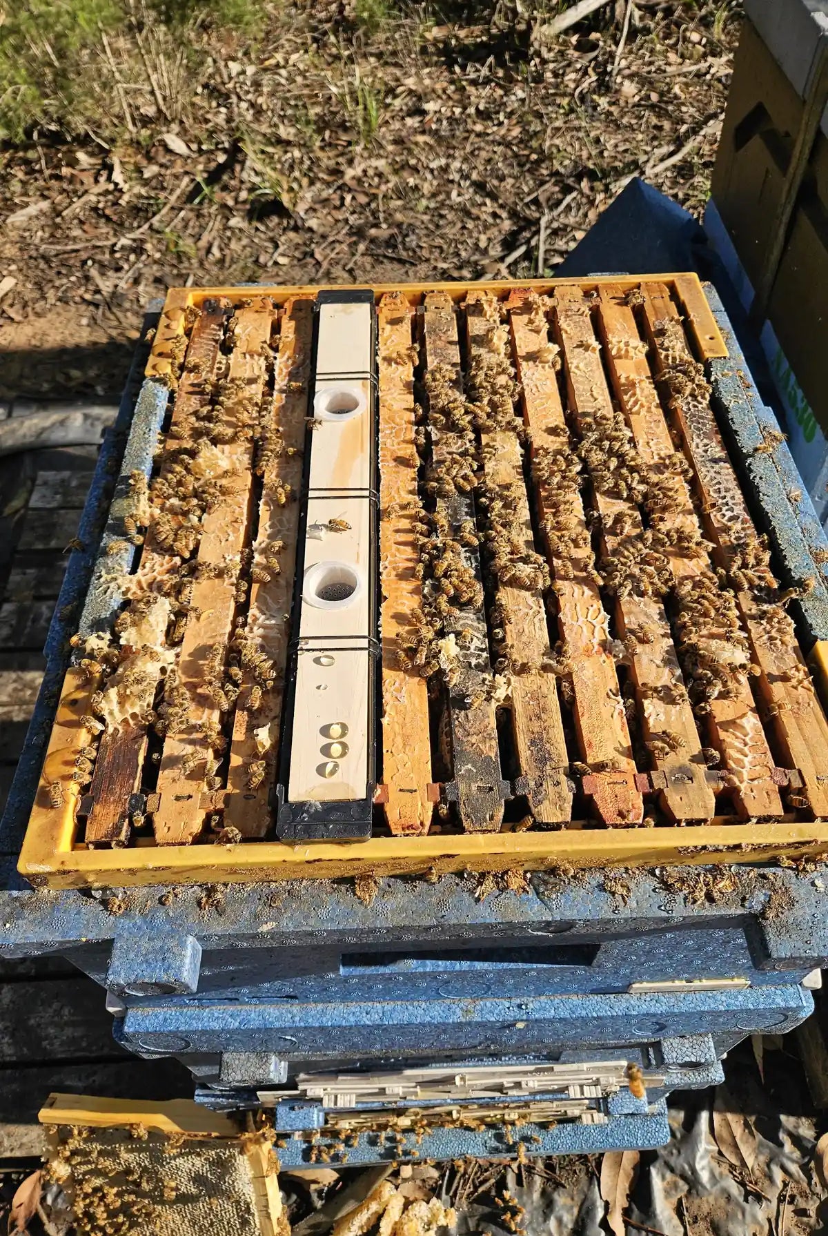 Frame feeder installed between brood frames in a polystyrene Langstroth beehive covered in honey bees