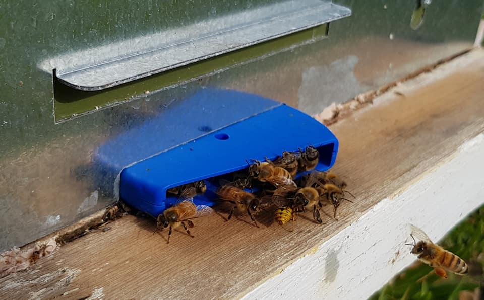 HiveGate, Robber Bees Protection Entrance -