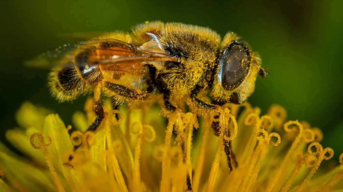 Bee Pollen Harvesting