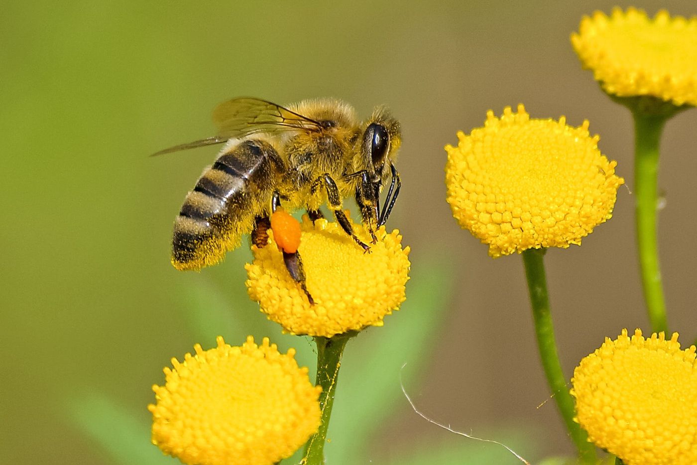 Bee Pollination
