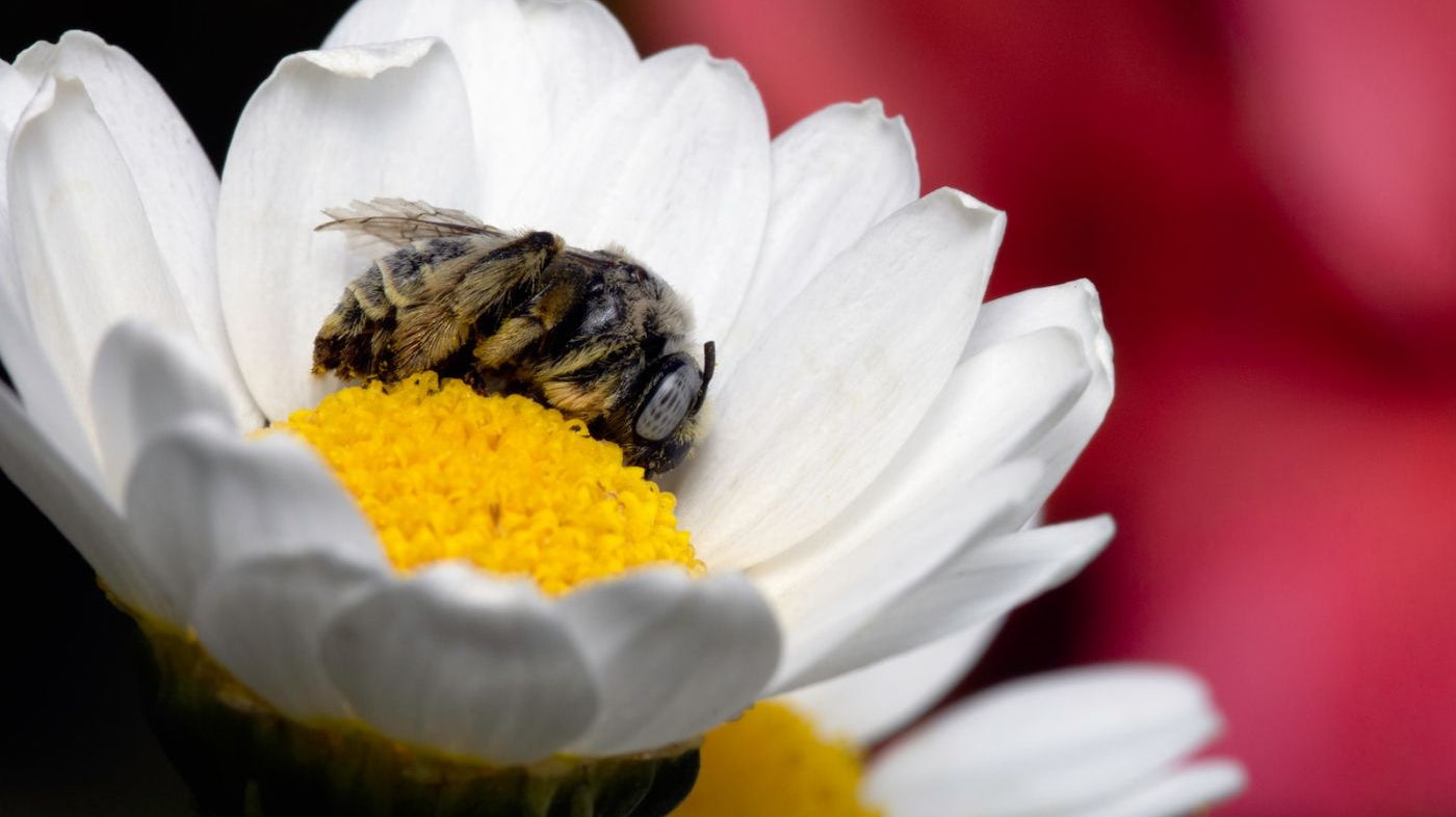 Uncovering The Truth: Do Bees Sleep?