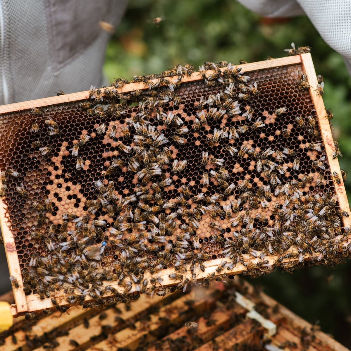 Beehive vs. Honeycomb: Exploring the Structures and Functions of Natur ...