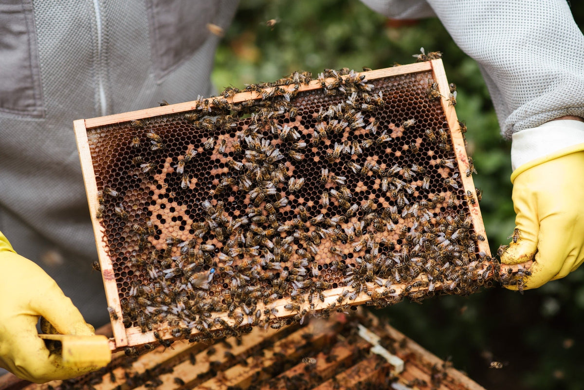 Beehive vs. Honeycomb: Exploring the Structures and Functions of Natur ...