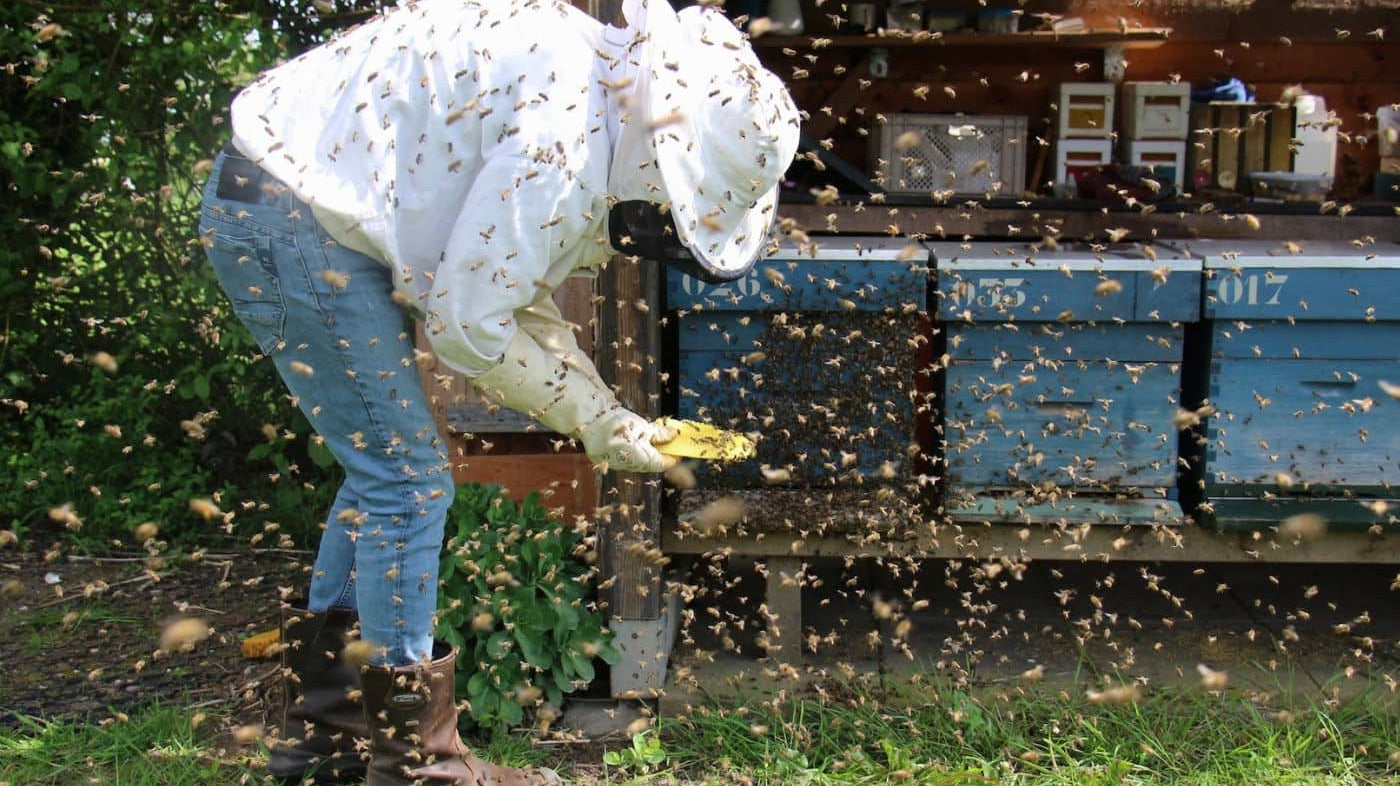 Beekeeper in Bees