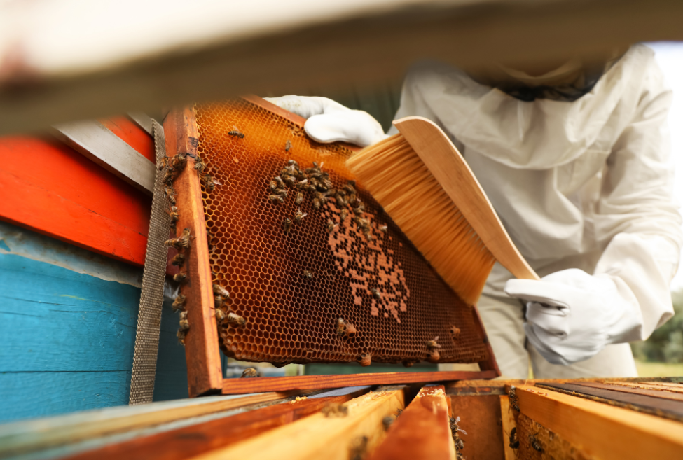 Enhancing Honey Production: How Beekeeping Brushes Promote Productivity