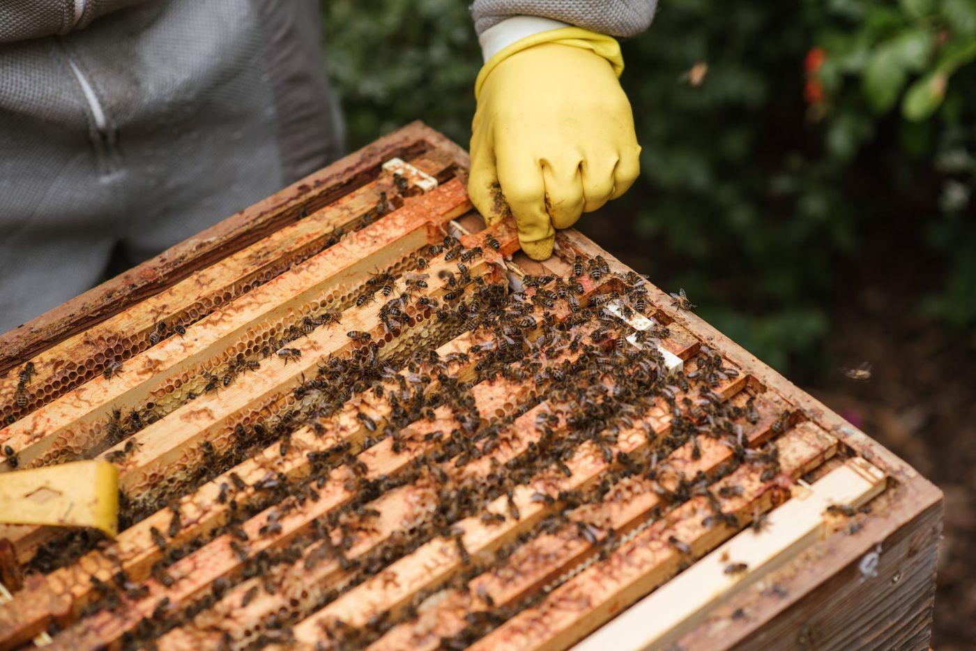 Beekeeping Hive