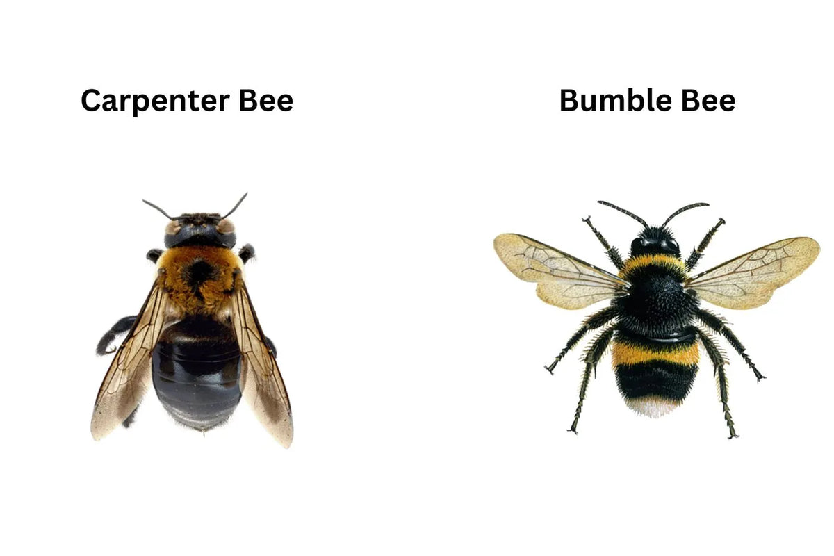 Carpenter bee vs bumble bee what s the difference 