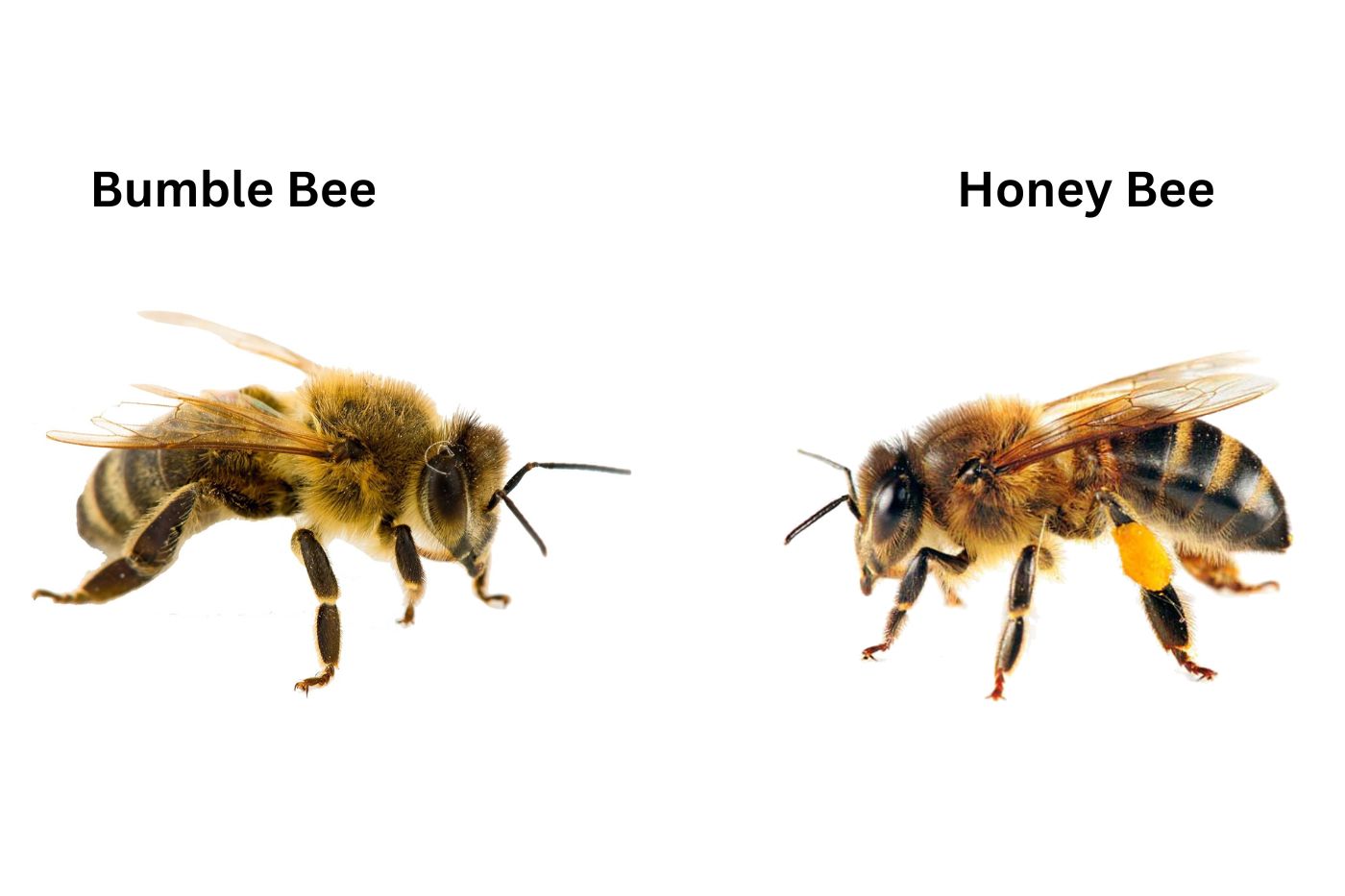 Unterschied zwischen Honigbiene und Hummel