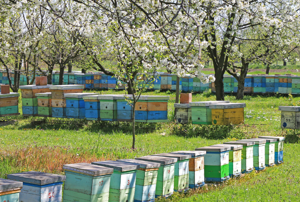 Is Beekeeping Profitable?