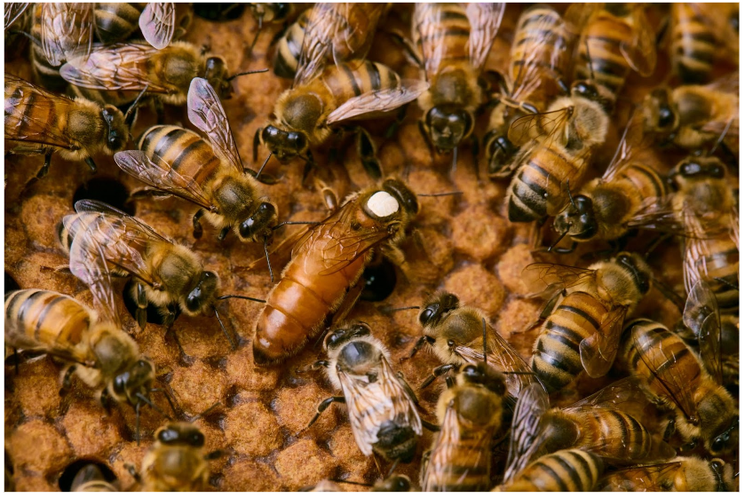 Beekeeping Swarm