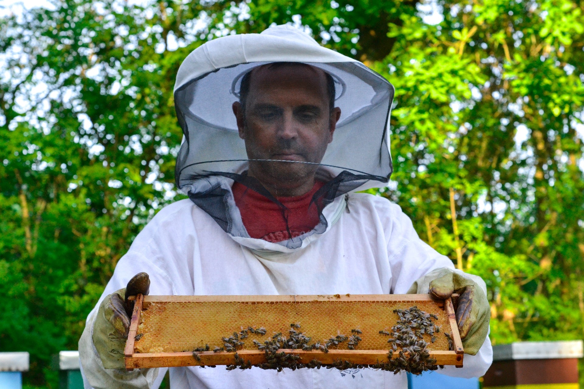 what-to-wear-under-a-beekeeping-suit