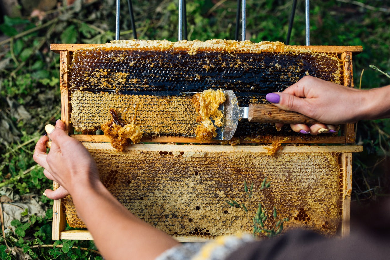 Enhancing Honey Production: How Beekeeping Brushes Promote Productivity