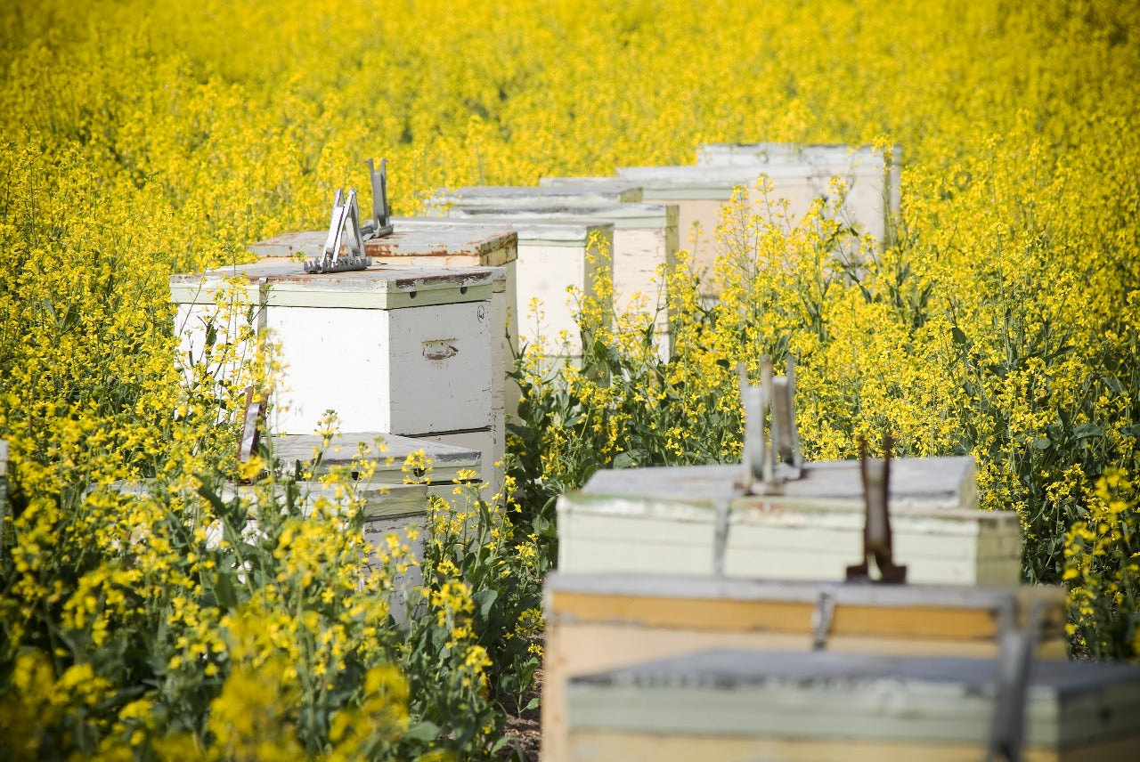 How Beekeeping Supports Crop Pollination In Modern Farming