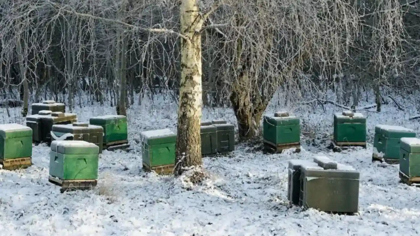 Winterizing Beehives
