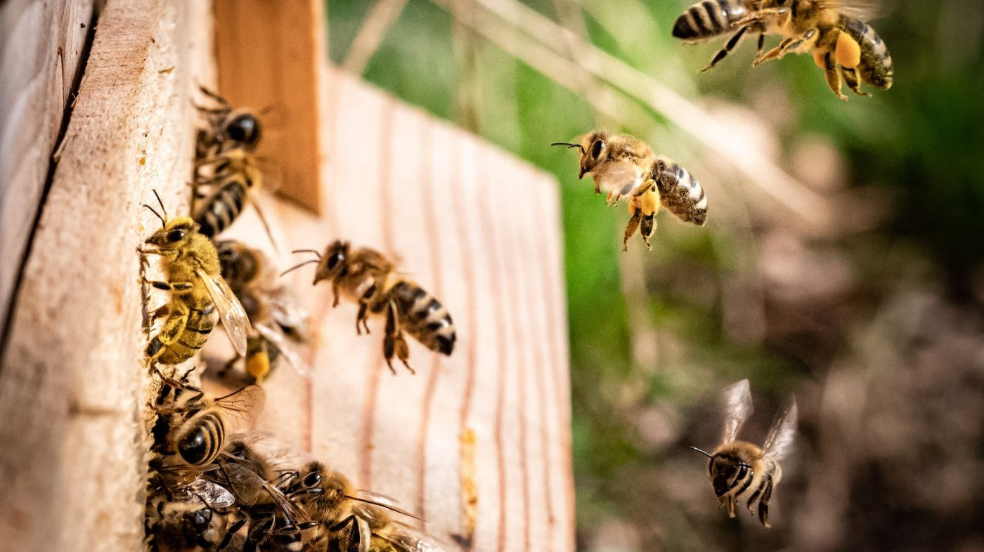 How Do Bee Colonies Work? A Complete Guide