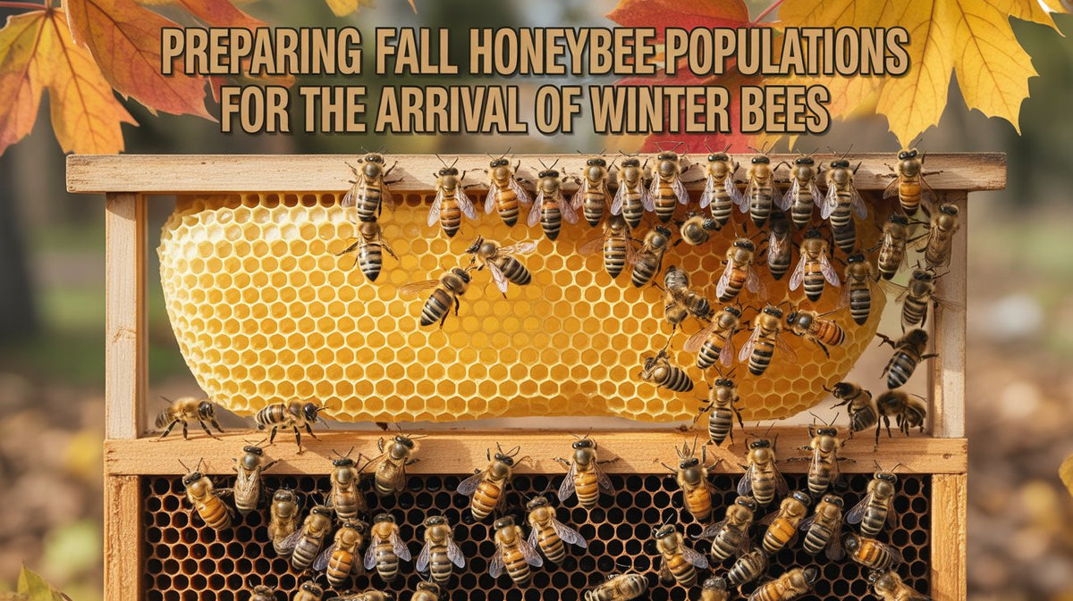 Preparing Fall Honeybee Populations for the Arrival of Winter Bees
