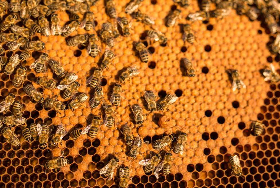 Introduction to Beekeeping Hives: A Guide for Beginners