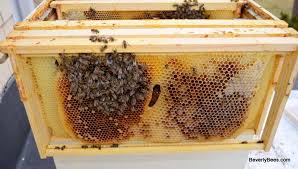 Beehive Autopsy