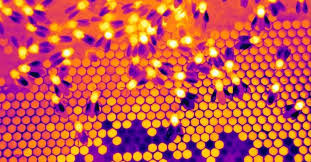Thermal Cameras Beekeeping