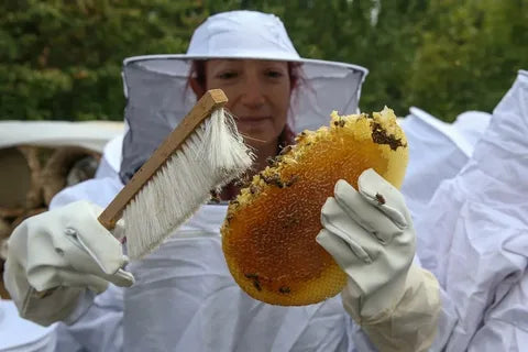 Before You Harvest Honey: A Checklist for New Beekeepers