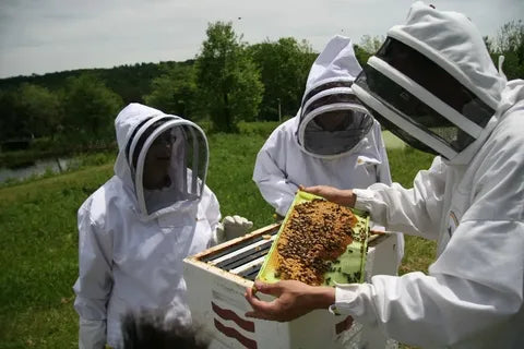 Learn Beekeeping