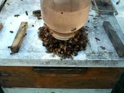 Feeding Bees Sugar Syrup