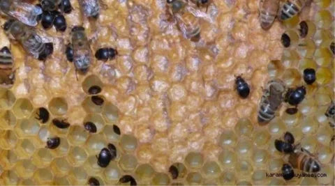 Hive Beetles