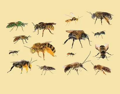 Honey Bee Species