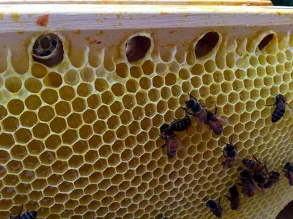 Honey Hive