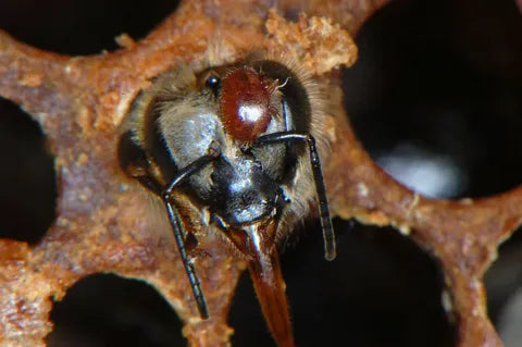 The Types of Varroa Mite Treatments