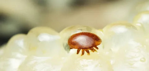 Varroa Mites