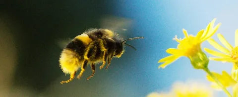 Honey Bee