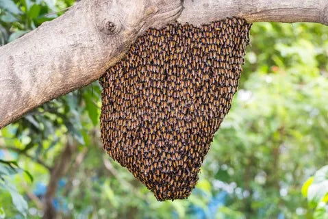 Honeybees Swarm