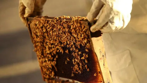 Hive Inspections