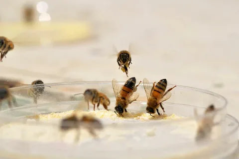 Feeding Honeybee Colonies