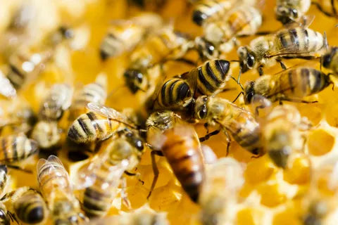 Setting Up Your First Honeybee Colony: A Friendly Guide For Beginners