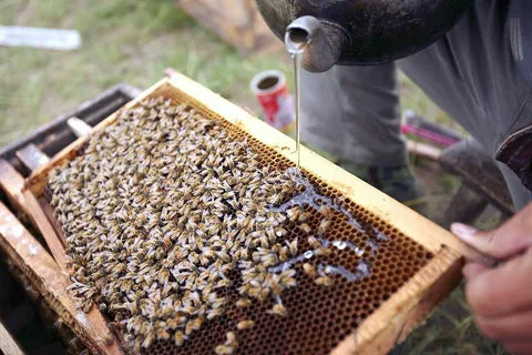 Bee Feeding