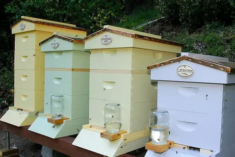 Multiple Bee Hives