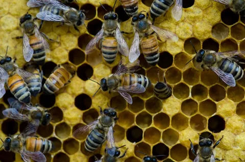 A Bee Yard Mystery: Why Are My Bees Acting Strangely?