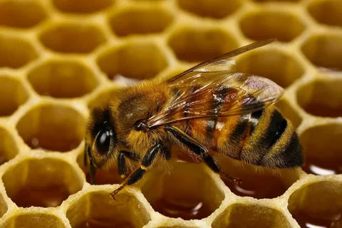  Honeybee