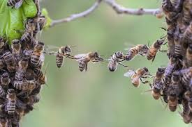 Combining Honeybee Colonies