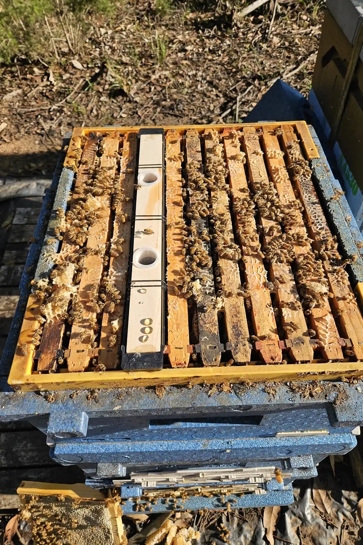 Frame feeder installed between brood frames in a polystyrene Langstroth beehive covered in honey bees